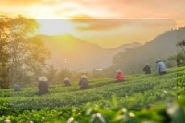لونغسيكر: من قمم جبال الصين إلى موائد العالم — قصة علامة تجارية صينية ثورية في عالم الشاي الأخضر